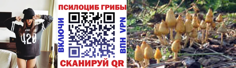 купить наркотик Светогорск Галлюциногенные грибы Psilocybine cubensis